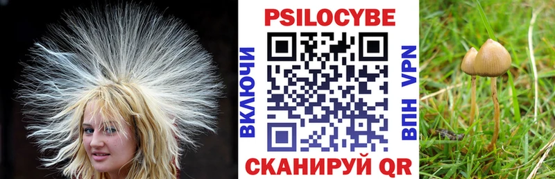 Псилоцибиновые грибы Psilocybe  kraken вход  Куртамыш 