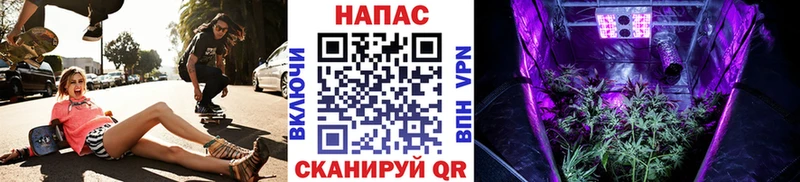Канабис гибрид Куртамыш